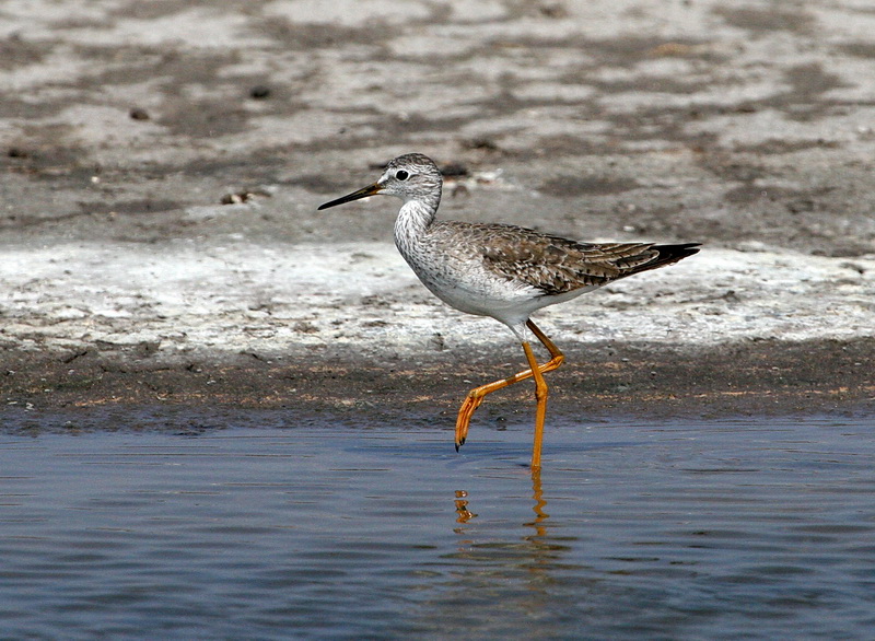 Lesser Yellow-Legs 1.jpg