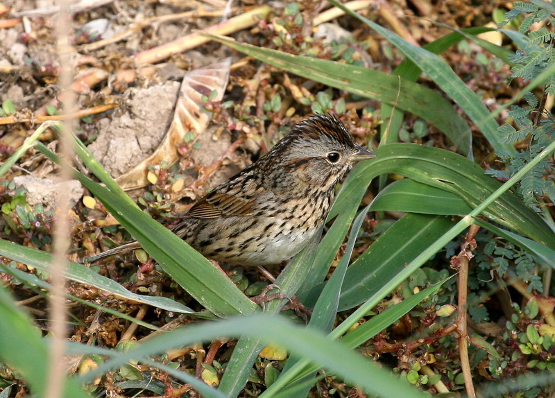 Lincoln-s Sparrow 1.jpg