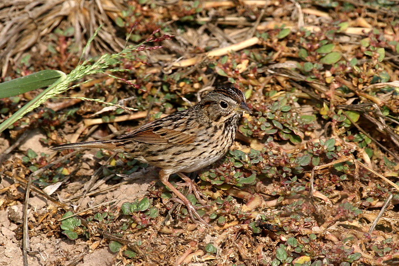 Lincoln-s Sparrow 2.jpg