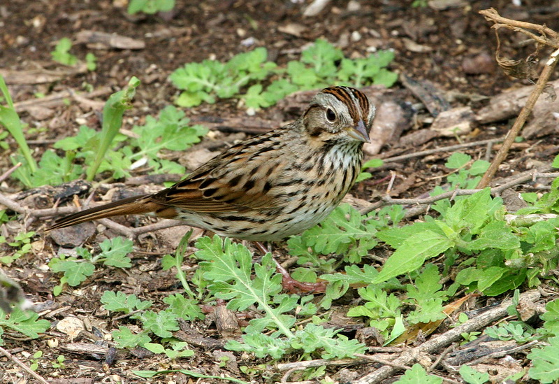 Lincoln-s Sparrow 3.jpg
