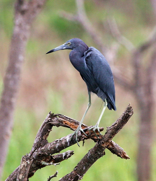 Little Blue Heron 1.jpg