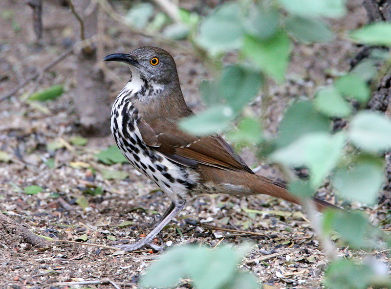 Long-Billed Thrasher 1.jpg