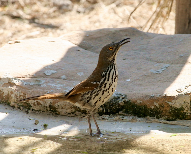 Long-Billed Thrasher 2.jpg