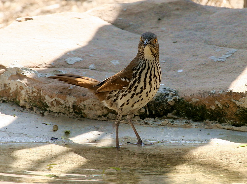 Long-Billed Thrasher 3.jpg