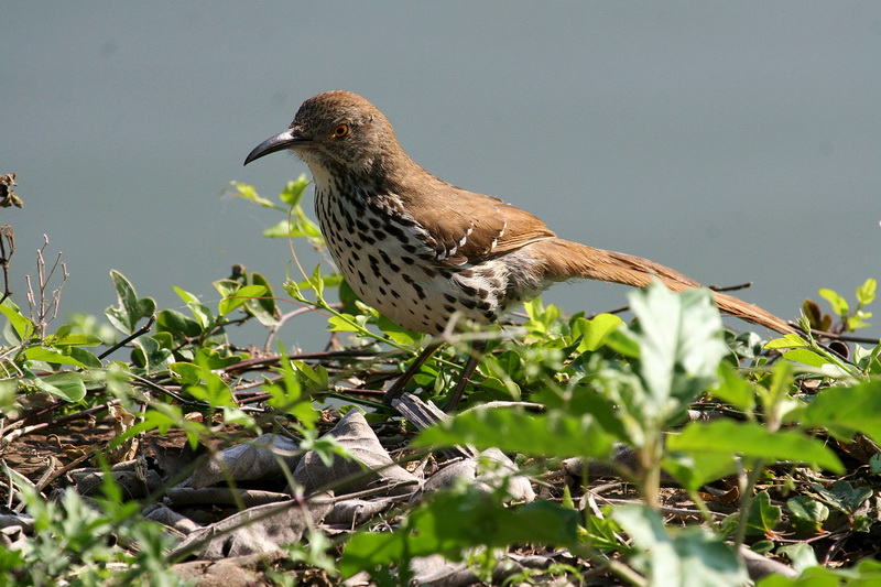 Long-Billed Thrasher 4.jpg