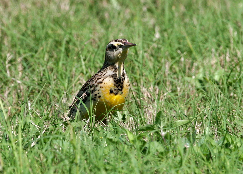 Meadow Lark 1.jpg