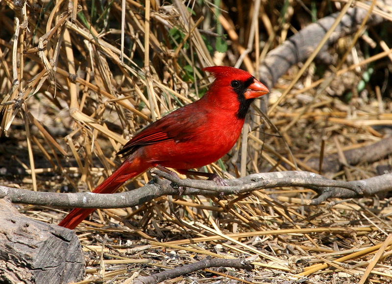 Northern Cardinal 1.jpg