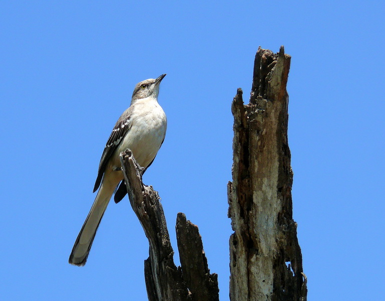 Northern Mockingbird 1.jpg