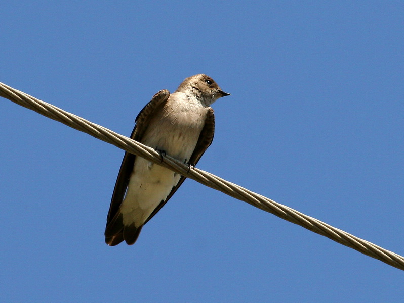 Northern Rough-Winged Swallow 1.jpg