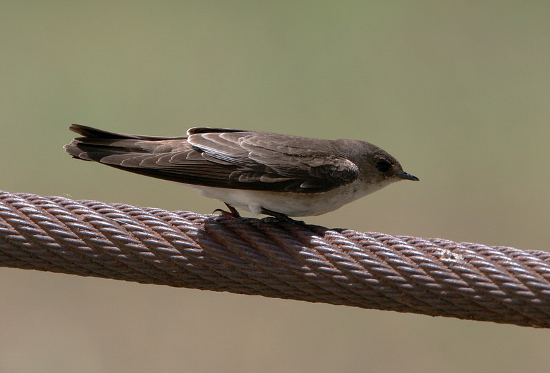 Northern Rough-Winged Swallow 3.jpg