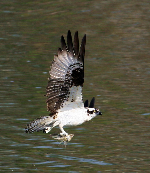 Osprey 2.jpg