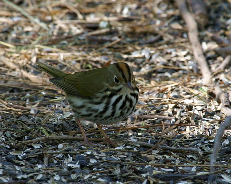 Ovenbird 1.jpg