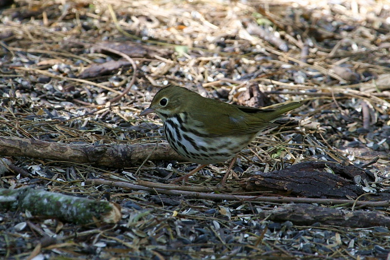 Ovenbird 2.jpg