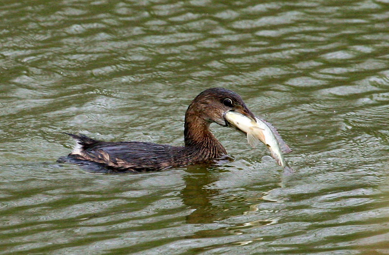 Pied-Billed Grebe 1.jpg