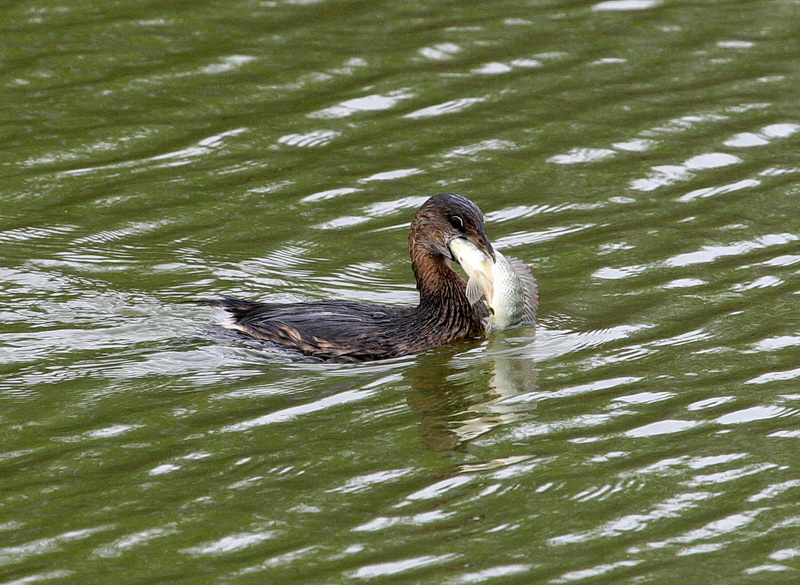 Pied-Billed Grebe 2.jpg