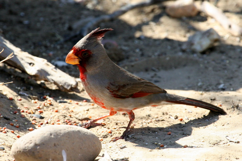 Pyruloxia 3.jpg