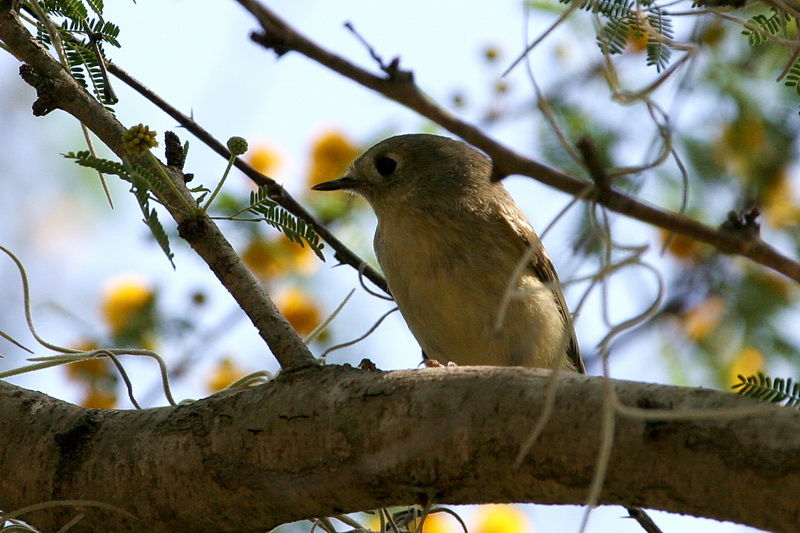 Ruby-Crowned Kinglet 1.jpg