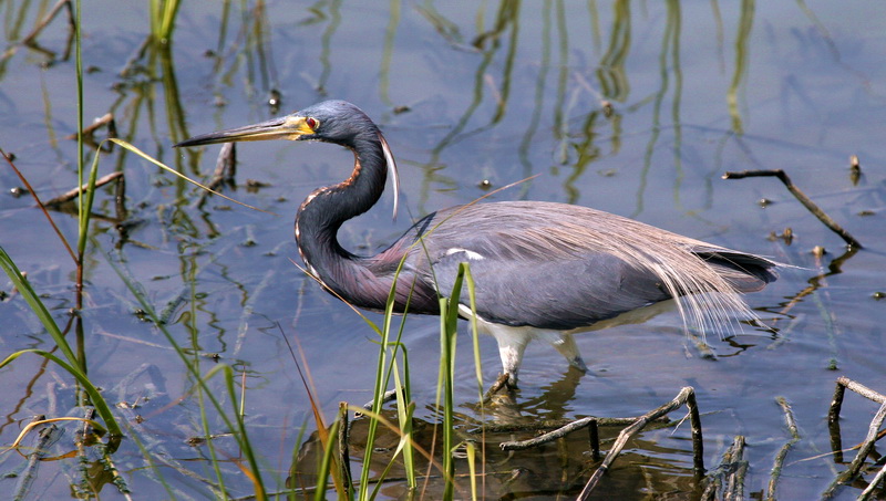Tri-Collored Heron 1.jpg