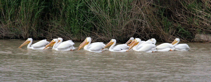 White Pelican 1.jpg