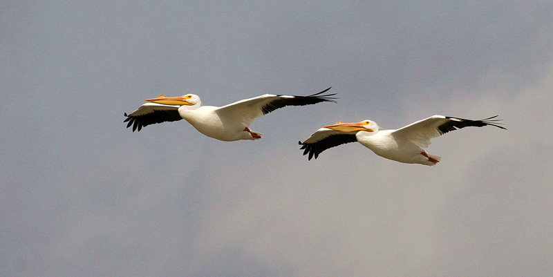 White Pelican 2.jpg