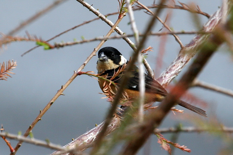White-Collared Seedeater 3.jpg