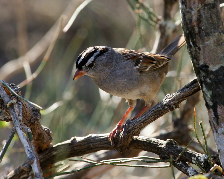 White-Crowned Sparrow 1.jpg