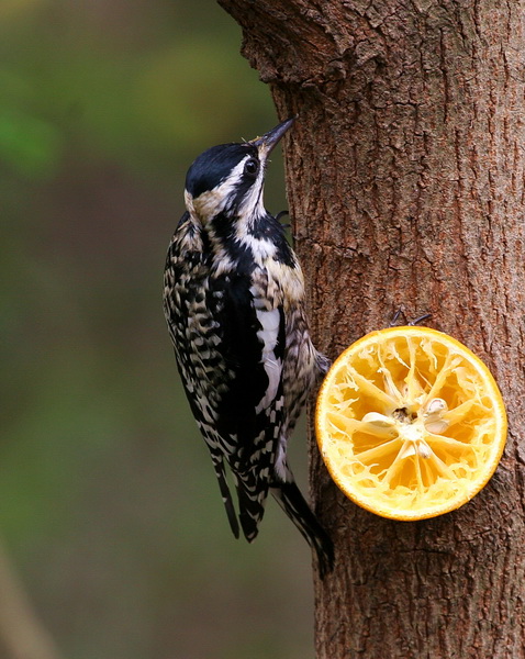 Yellow-Bellied Sapsucker 1.jpg