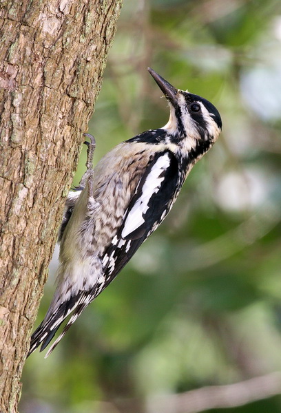 Yellow-Bellied Sapsucker 2.jpg