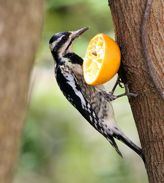 Yellow-Bellied Sapsucker 3.jpg