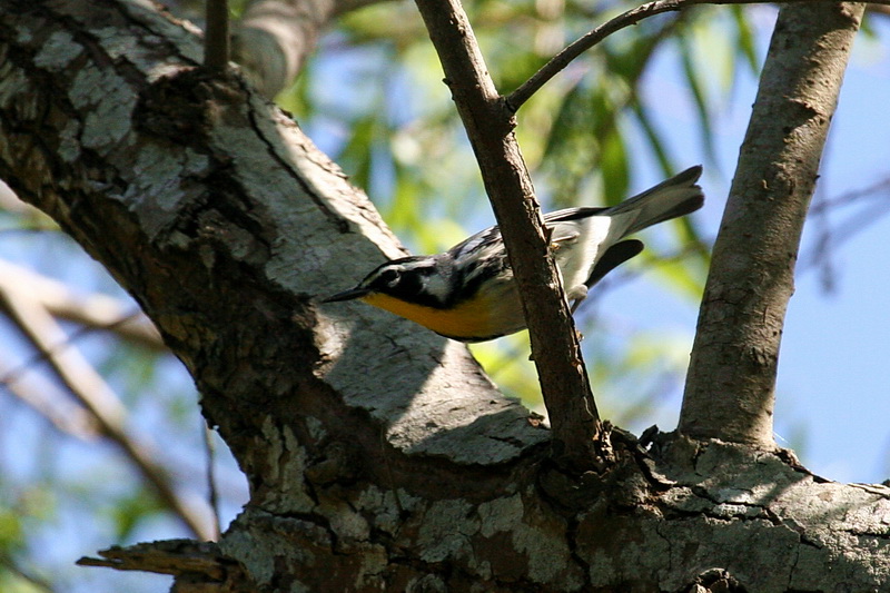 Yellow-Throated Warbler 1.jpg