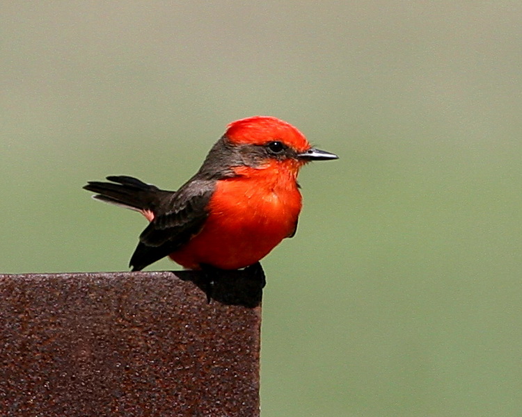 vermillion Flycatcher 1.jpg