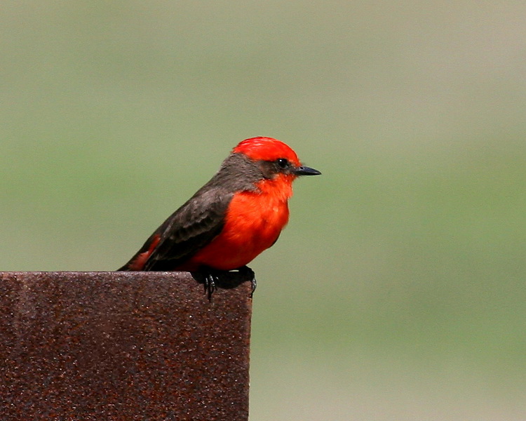 vermillion Flycatcher 2.jpg