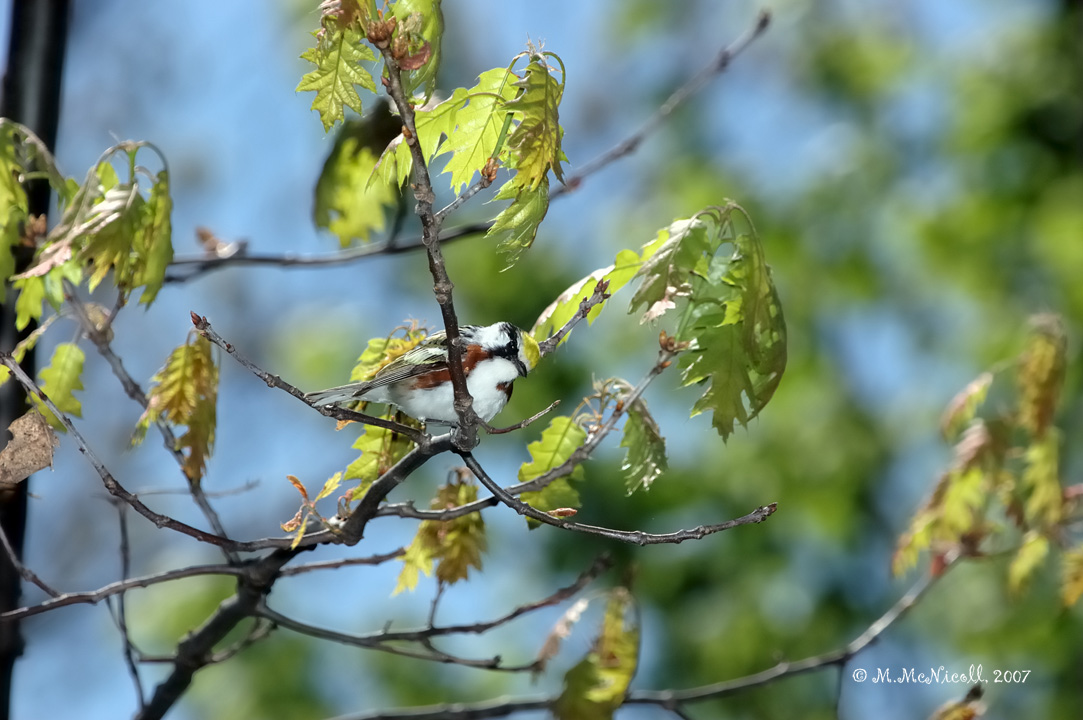 Paruline  flancs marron