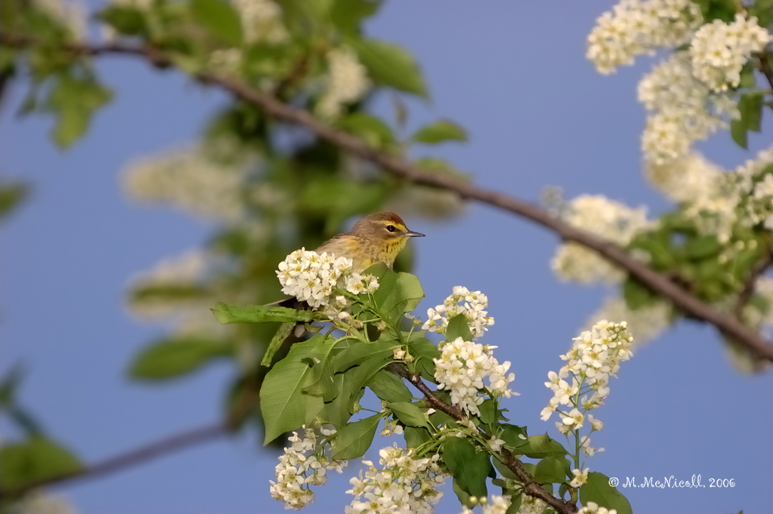 Paruline  couronne rousse
