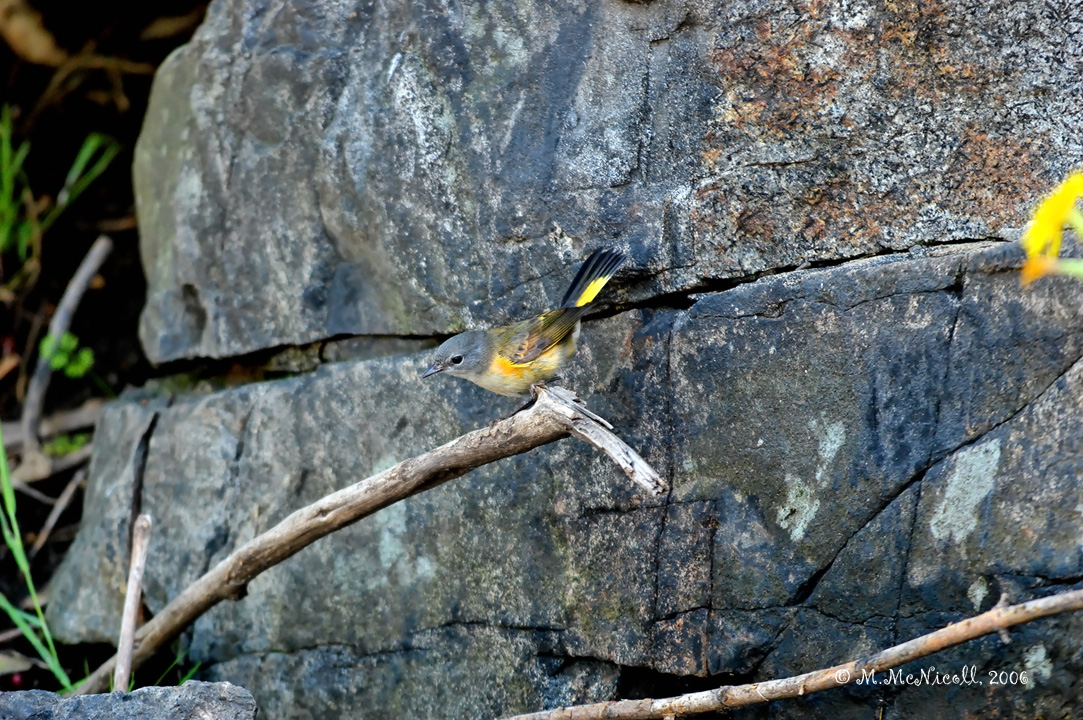 Paruline flamboyante