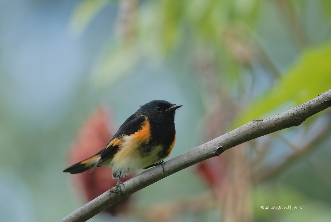 Paruline flamboyante