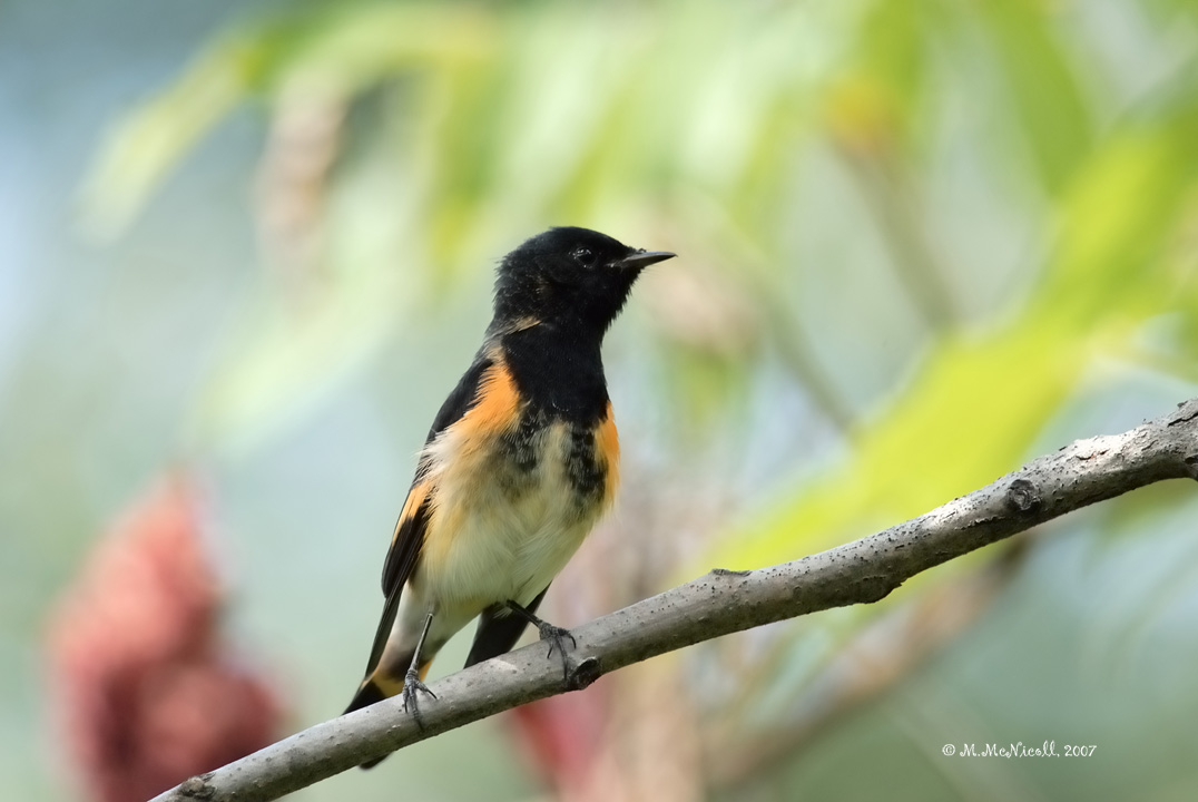 Paruline flamboyante