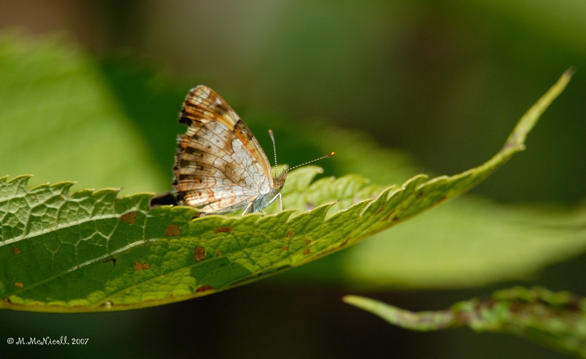 Papillon