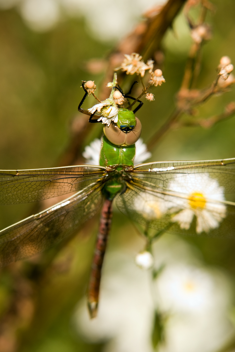 Common Green Darner, Anax junis (teneral)