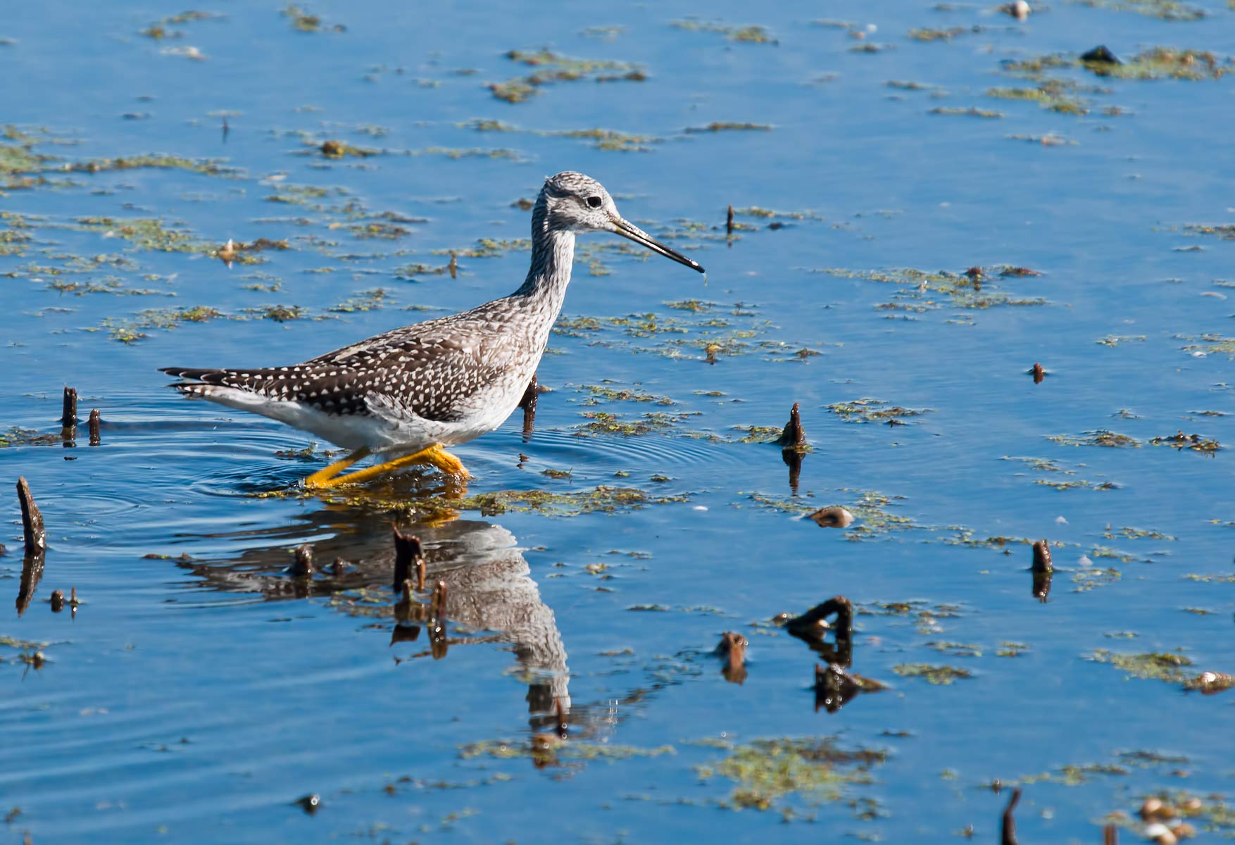 Greater Yellowlegs