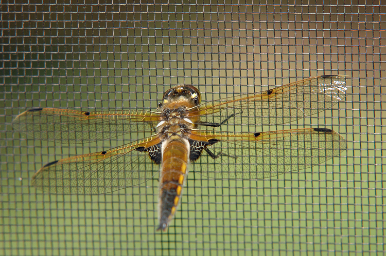 Four-Spotted Skimmer - Libellula quadrimaculata - female