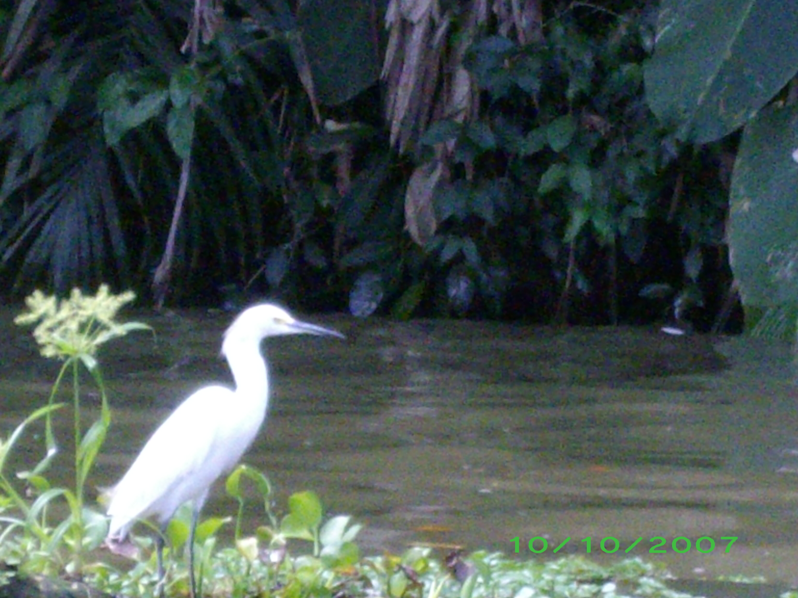 White bird -- Costa Rica