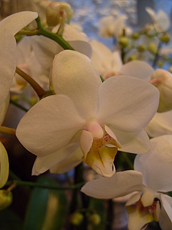 96 UP CLOSE ORCHID.jpg