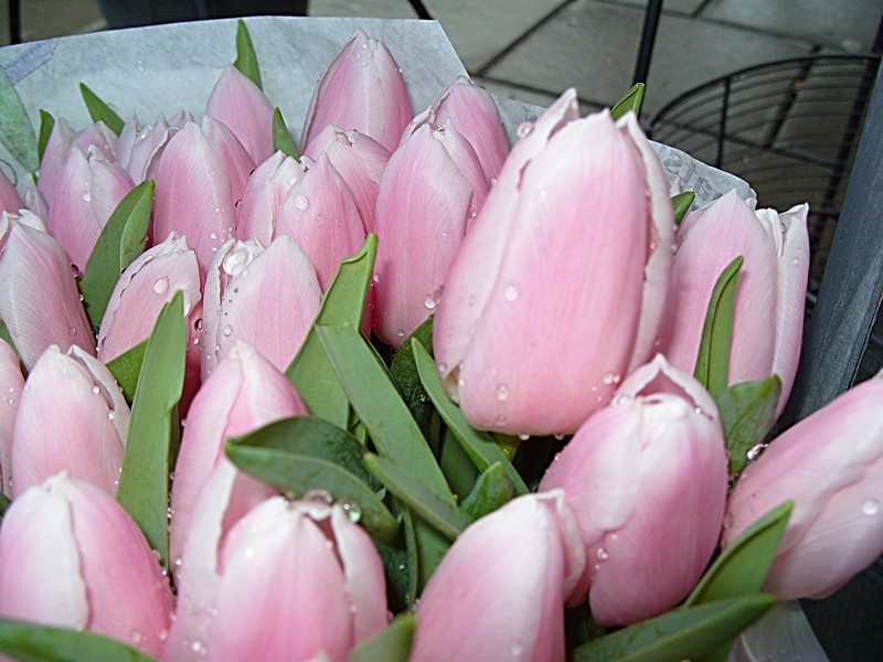 98 PINK TULIPS.jpg