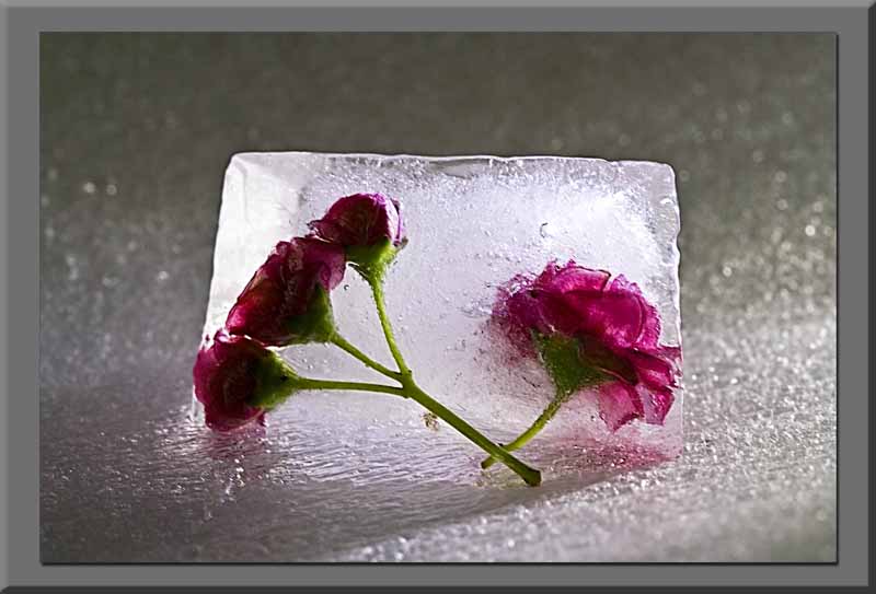 hawthorn flowers in ice