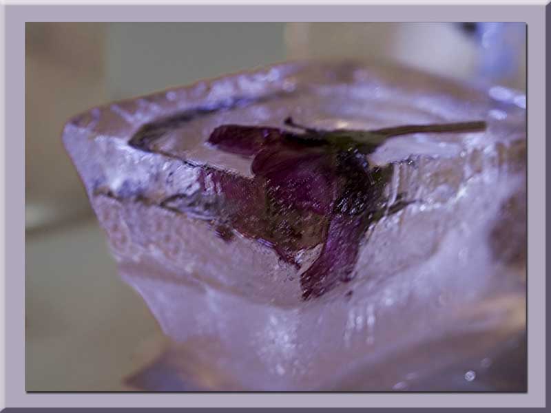 plum flower in ice