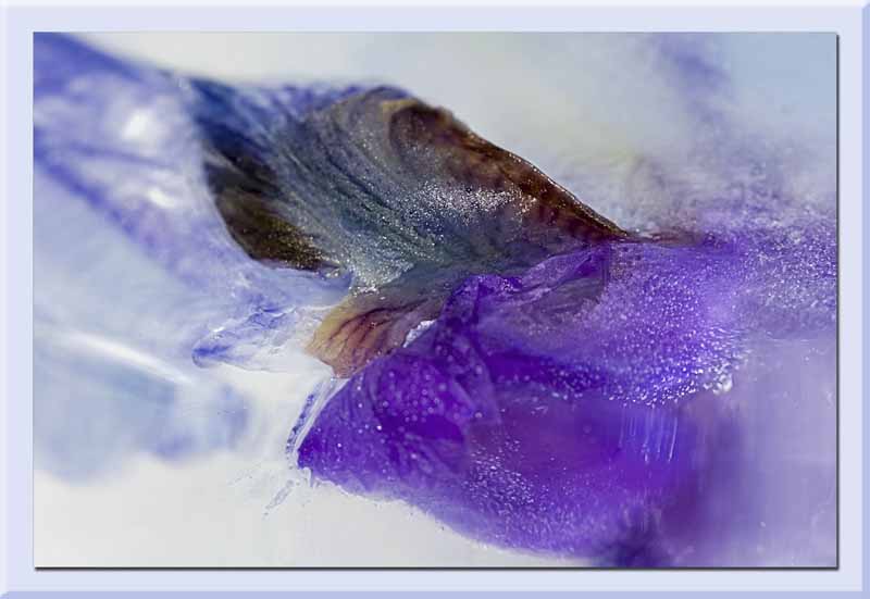 iced Iris