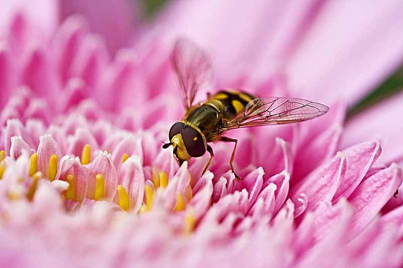 hover fly on pink gerbera