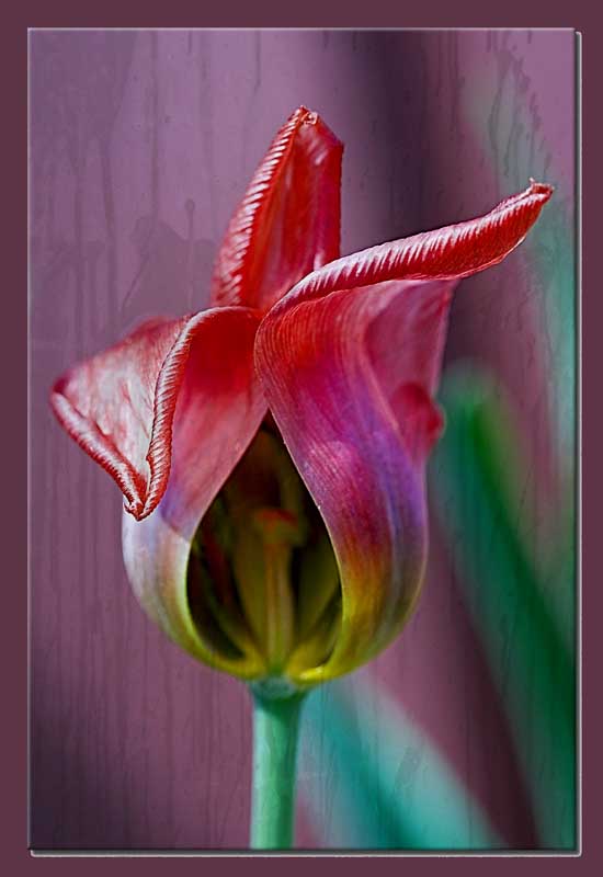 fading tulip