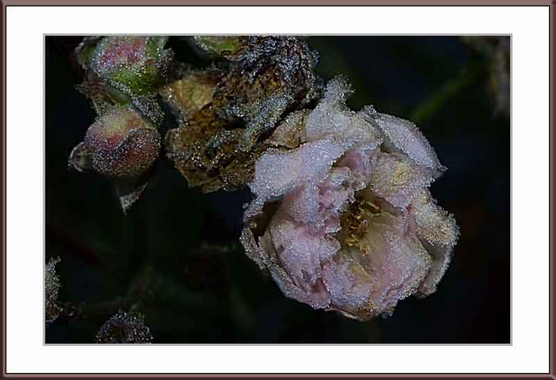 frozen mini climbing roses
